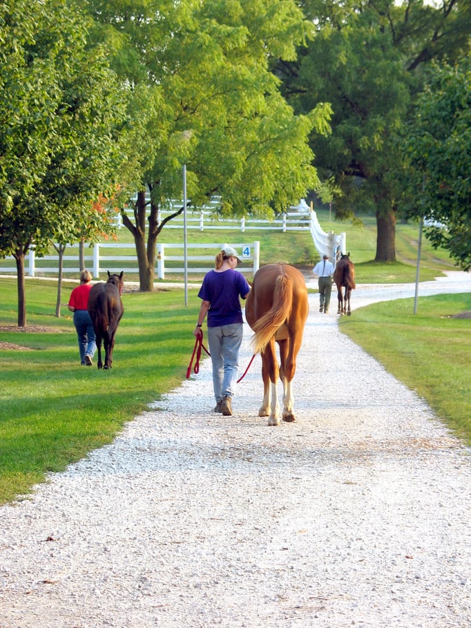 Horses walked to pasture.